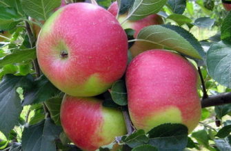 яблоня сорт Союз
